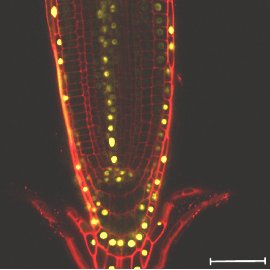 We are based at the University of Nottingham, UK and focus primarily on understanding the regulatory processes controlling root patterning.