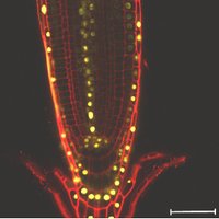 Anthony Bishopp (@bishopp_lab) 's Twitter Profile Photo Anthony Bishopp (@bishopp_lab) 's Twitter Profile Photo