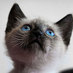 Asociación GATA (@asociaciongata) Twitter profile photo Asociación GATA (@asociaciongata) Twitter profile photo