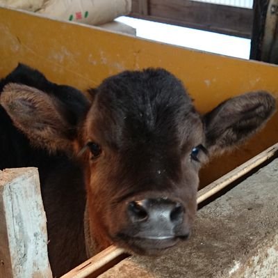 oohara_bokujou's profile picture. 鳥取県の智頭町で和牛の繁殖農家をしてます❗
50頭規模で経営しています🐮
まだまだ若輩者ですが、よろしくお願いしますm(__)m
無言フォロー失礼します。
無言フォロー大歓迎❗