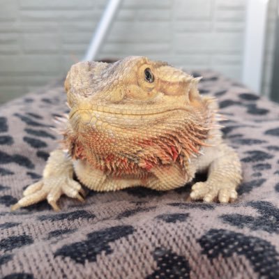 おちょこさん へんなビクビクと口からプハッって息出すのがが止まらないので病院へ 経験あるかたコメントお願いします i i フトアゴヒゲトカゲ ふとあごさんとの生活 Reptile Beardeddragon Reptiles