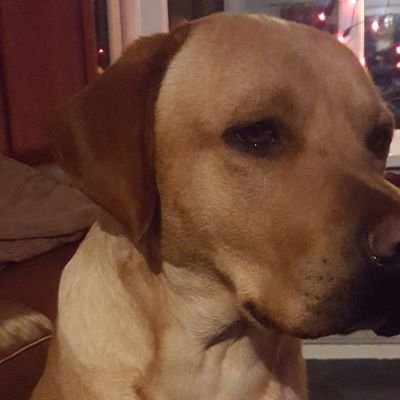 HEY! I am a 2 year old fox red labrador called clay... i love jumping in muddy puddles and i am BONKERS, my human says i am the real Marley...
D.O.B 02/03/17