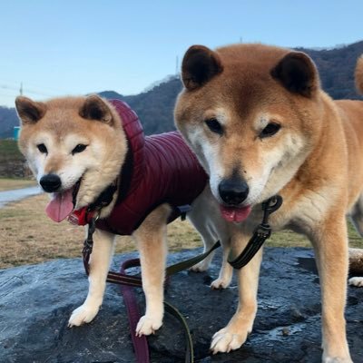 もみじとジュニア 05 31 日曜日 もみじ とっても楽ちんとおもうの Winsun Winsun ウインサン ペットキャリー キャリーリュック 刺繍入り ペットリュック うちの子グッズ 柴犬