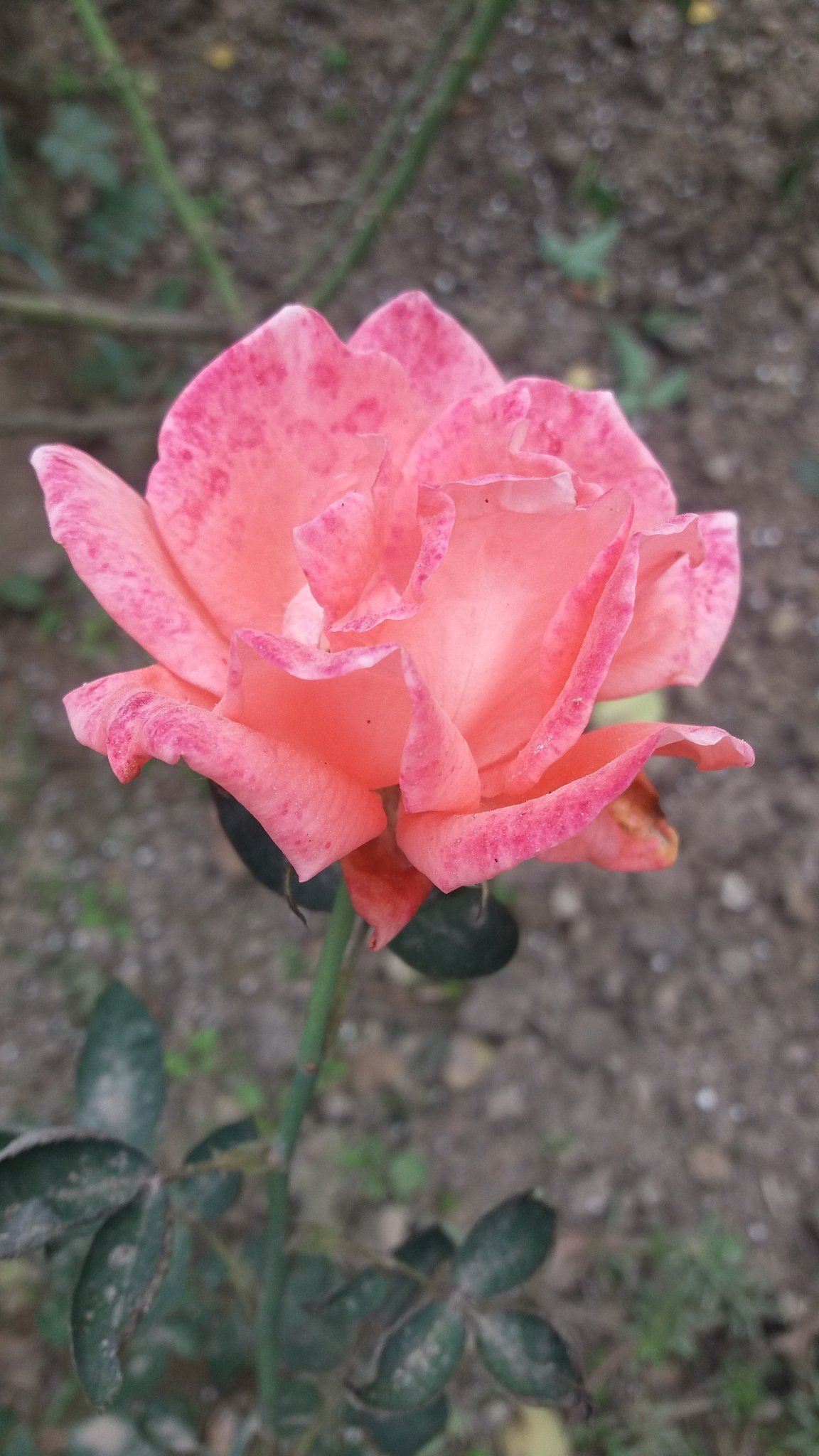 sadekasama's profile picture. 