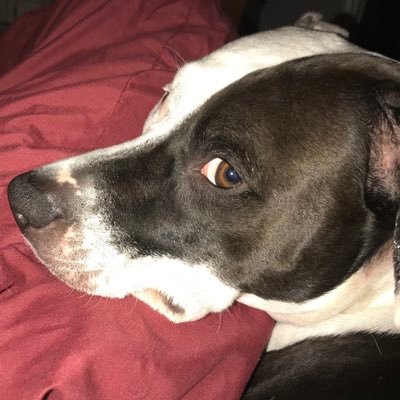 ZoeyStewart6's profile picture. Politcal pit bull, cat chasing enthusiast, ear scratching addict.