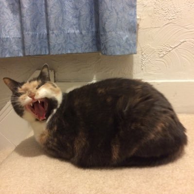 altosaxforever's profile picture. fabric artist