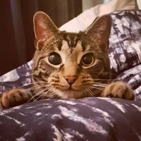 Peat (@peatlong) 's Twitter Profile