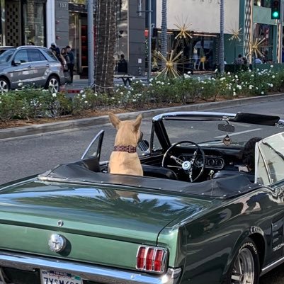 moritzdagerman's profile picture. From Berlin feel at 🏡 in NY and recently migrated to LA