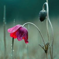 gülümse (@gulumse1625) Twitter profile photo