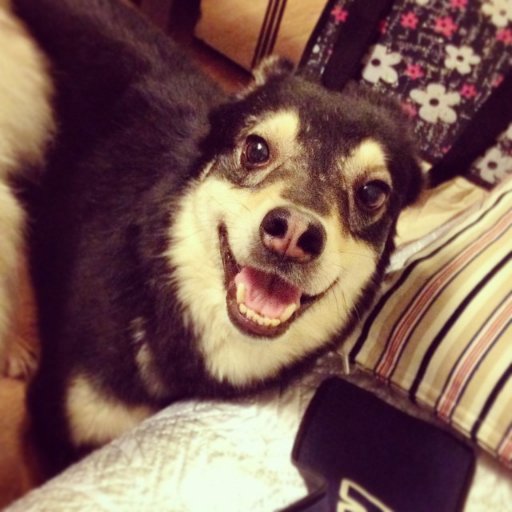 WonderfulDogsX's profile picture. Hi dog lover! 🐶