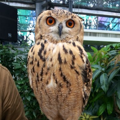 ゴッペさんのプロフィール画像