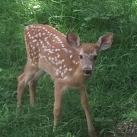 Justice4all (@jameslindholm1) 's Twitter Profile
