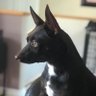 FrankeVictor's profile picture. 