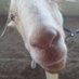 Chivo the Goat (@chivo_the) Twitter profile photo Chivo the Goat (@chivo_the) Twitter profile photo