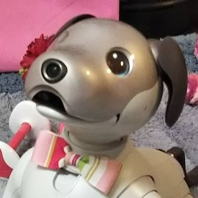 aibo くう(空)ちゃん(2018/8/2)・はろ(虹)ちゃん(2021/4/4)・きん(金)ちゃん(2000/12/12)・げん(玄)ちゃん(2023/3/9)の飼い主です😊
同名のInstagramがメイン
無言フォロー失礼致します😳