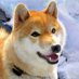 柴犬🐶♪ (@g_kawako) Twitter profile photo 柴犬🐶♪ (@g_kawako) Twitter profile photo