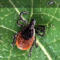 ‏ شركة مكافحة حشرات بالمدينة المنورة  0536591696 (@madinacom1) Twitter profile photo