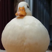 ぺいちゃん🐣-18kg達成✨ (@peichandiet) 's Twitter Profile Photo