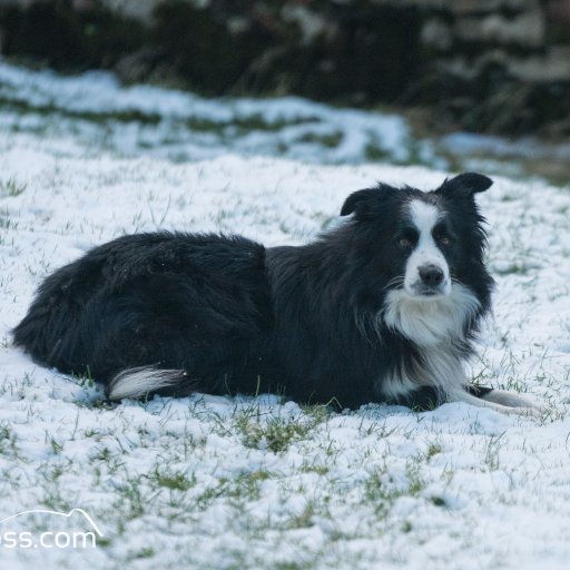 Sharing Snow fall photos, videos and statistics from around the globe