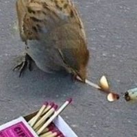 smol birb 🐦 #StandWithUkraine (@birb1311) 's Twitter Profile Photo smol birb 🐦 #StandWithUkraine (@birb1311) 's Twitter Profile Photo