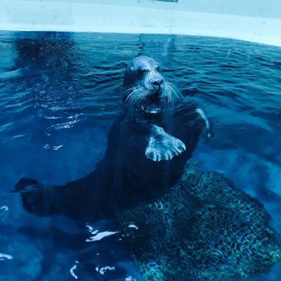 piiiyochan55's profile picture. #COD #BO4 #FPS /Japan e-sportsプレイヤー/無言フォローOK❗️フォロバ返します😪/相方→@pipimaru___9 /respet→@iGreedZz @ngtyki /ghostからやってます