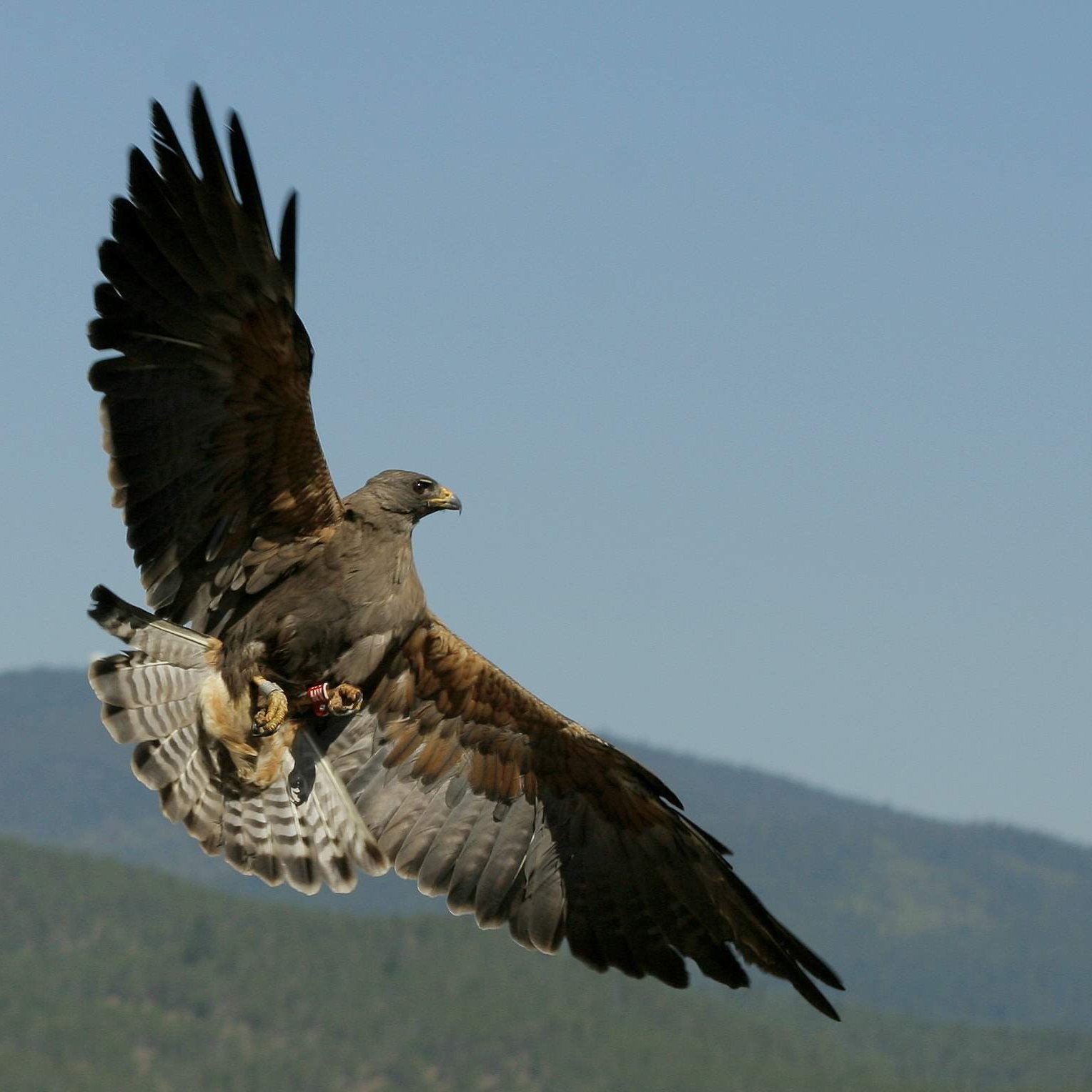 We have been studying raptors in northern California for 40 years.  In particular, our research has been trying to understand a population of Swainson's Hawks.
