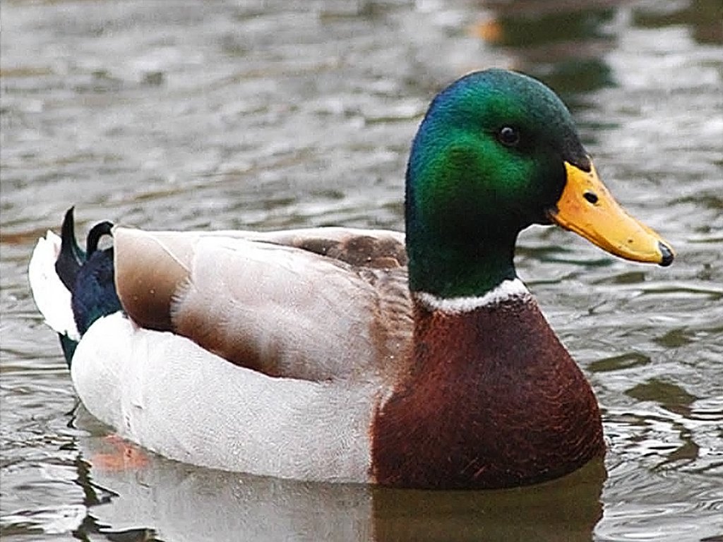 @Ducksontheduck 