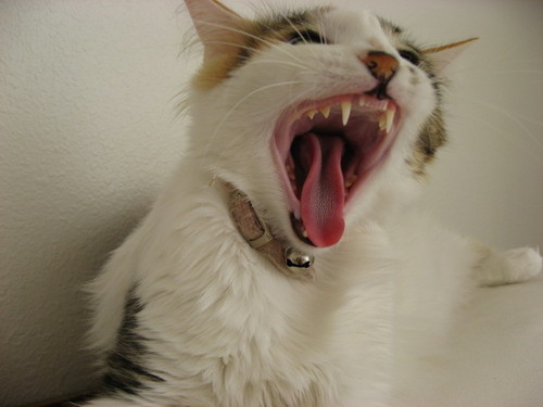 yumi1001's profile picture. フリー編集ライター／翻訳者、マーケティング＆PRコンサルタント、趣味：読書（積読） Freelance Editor/Writer/Translator, Marketing & PR Consultant, Hobby: Reading (piling up books without reading)