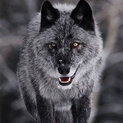 Quanyng's profile picture. The LoneWolf🔥
Snapchat: quanyng
Facebook: Yng Quan
Forget Everybody🔥