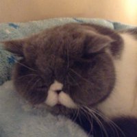 やぁこ (@apple_sheana) Twitter profile photo