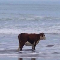 Leviathan (@leviathanjoon) 's Twitter Profile