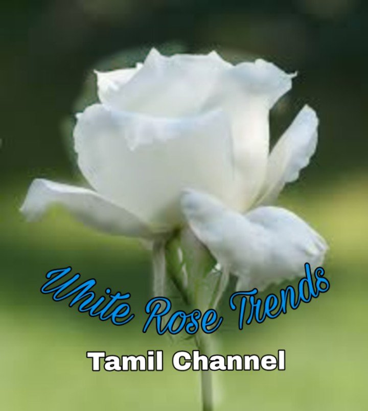 WhiteTrends's profile picture. YouTube channel and blog, current news, cooking video, jokes, history.