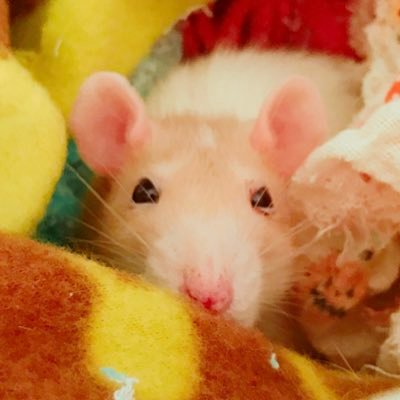 こがねもち On Twitter こてつなでなで 砂綺麗にしたくて入れ替えたのは良いものの砂浴び用の砂買い忘れて代理で猫砂 突っ込んでごめんな 素直に猫砂で砂浴びしてくれてありがとな デグー