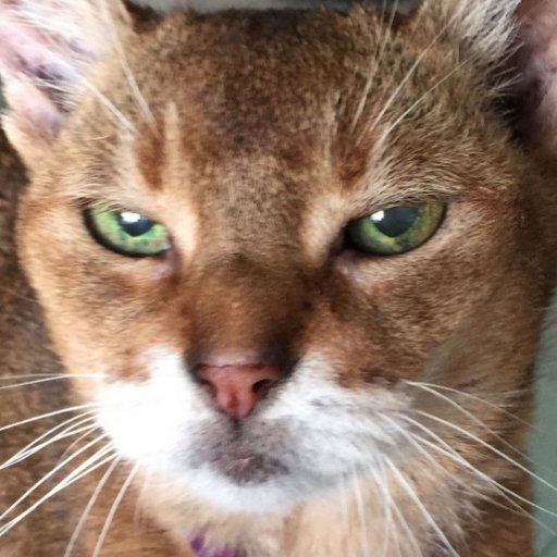 Purr100's profile picture. PAW Readings for your dog or cat.