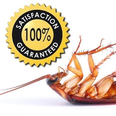 bdpestcontrol's profile picture. BD Pest control is well-known pest control service providing agency and we provide all types of pest control service in Dhaka, Bangladesh.