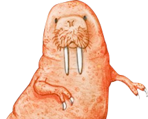 walrusaurus's profile picture. rawr!