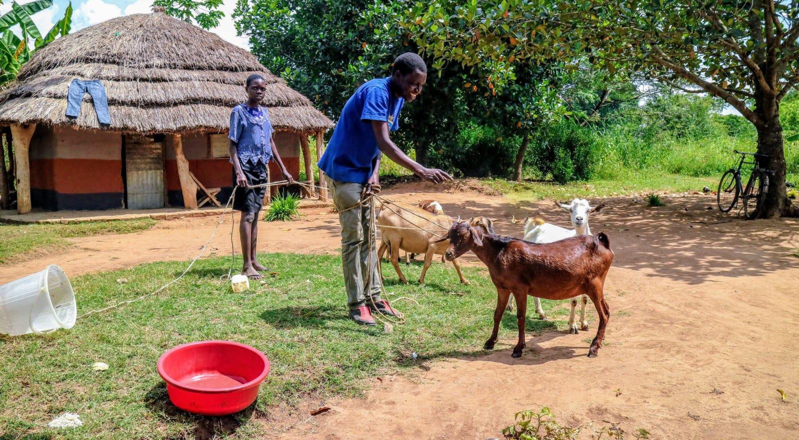 EbonyuEtfe's profile picture. The purpose of this FARM is to set up a rural enterprise in Uganda, one which embraces UN SDGs and agroecology for successful livelihoods.