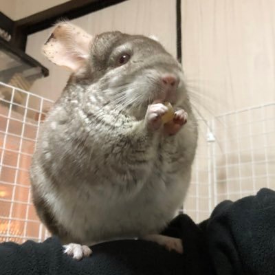 Hg12Pei5's profile picture. きにゃこ
