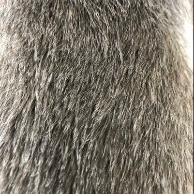 fontkie's profile picture. 