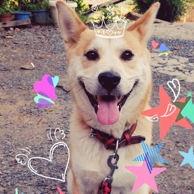 🐶🐱に好かれたい。実家のワンコが恋しい…😢世界遺産や神社仏閣。御朱印集め☆色々雑食(Wω・´)🎶
影響された足跡を辿っていきます。
京都⇔九州