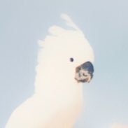 なむ (@rinashi_) Twitter profile photo