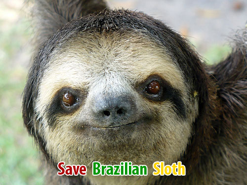 save_sloth's profile picture. We need to save the Brazilian Sloths