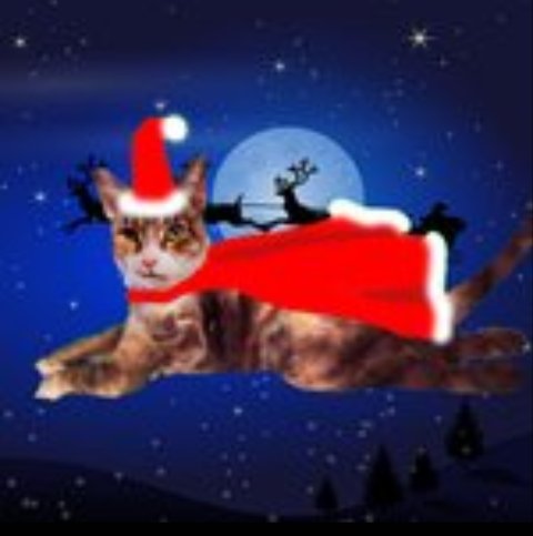 Christmas Vienne and Theo!
RIP beloved Henry the Catt who was #ambassacat for Middlesex, prowd Sergeant ZombieSqwad ZEOPS, Weeti, Memba Ruff Riderz an Aviators.