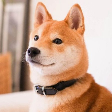 DzStudyonline's profile picture. 