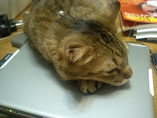 gappai_Z's profile picture. 城巡りとかしてるおさーんです
ツイートは食い物記録写真多めです
知らない人はフォローブロックすることがあります。
外向き(非鍵アカ):@gappai_mk2