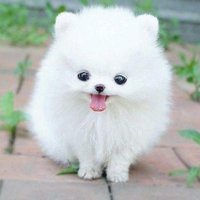 かわいい動物大集合！ (@gekikawa_syugo) 's Twitter Profile Photo