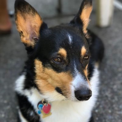 CaLL_m3_nikK0's profile picture. 