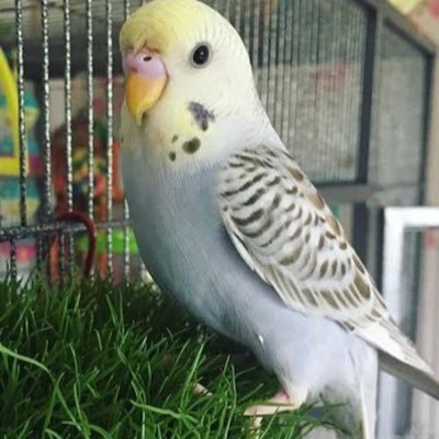 Hello! My name is Chloe, next year I will be receiving a beautiful hand raised white black and blue budgie. I will update this bio when I get him/her :)