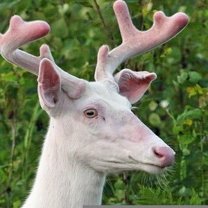グンダ🦌WhiteDeer007🦌ダング on X: RT @LucyLucyRyona: Pose reference from a 3D anime called Monster Strike! / X
