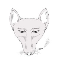 Jakkals (@jakkalsband) 's Twitter Profile